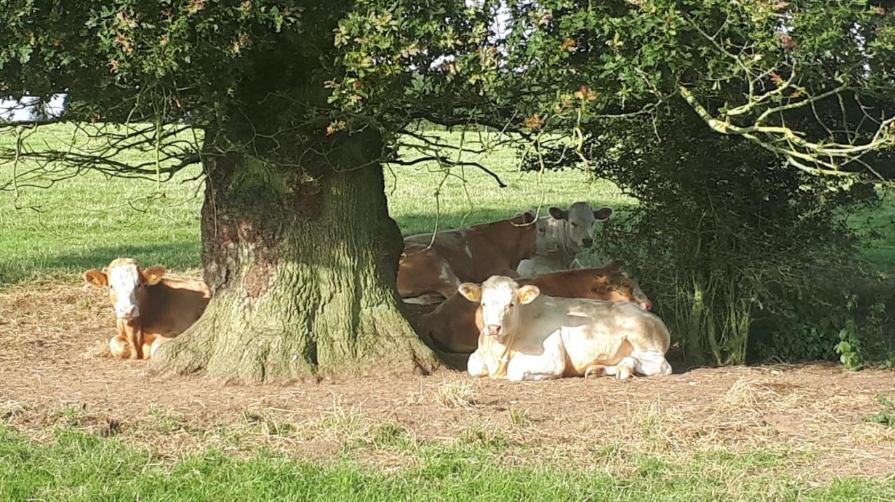 Cockley Hill Farm Bed & Breakfast แบร็คลีย์ ภายนอก รูปภาพ