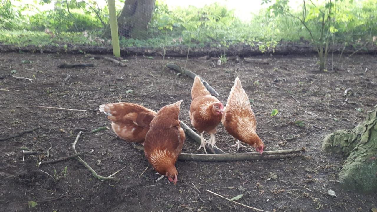 Cockley Hill Farm Bed & Breakfast แบร็คลีย์ ภายนอก รูปภาพ