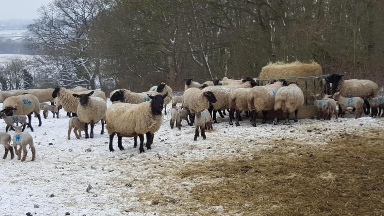 Cockley Hill Farm Bed & Breakfast แบร็คลีย์ ภายนอก รูปภาพ